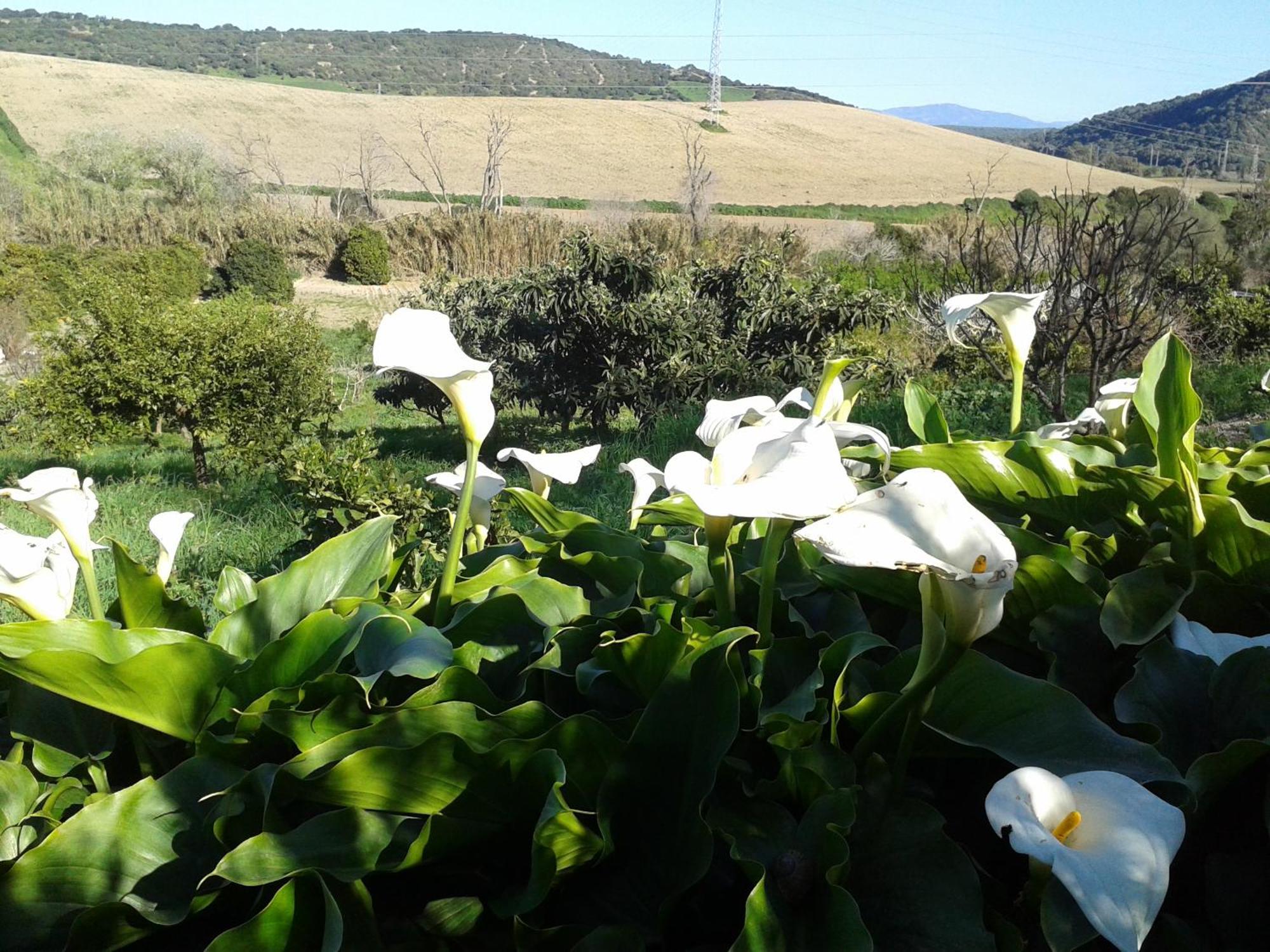 Casa Rural El Cubillo Vejer de la Frontera Dış mekan fotoğraf